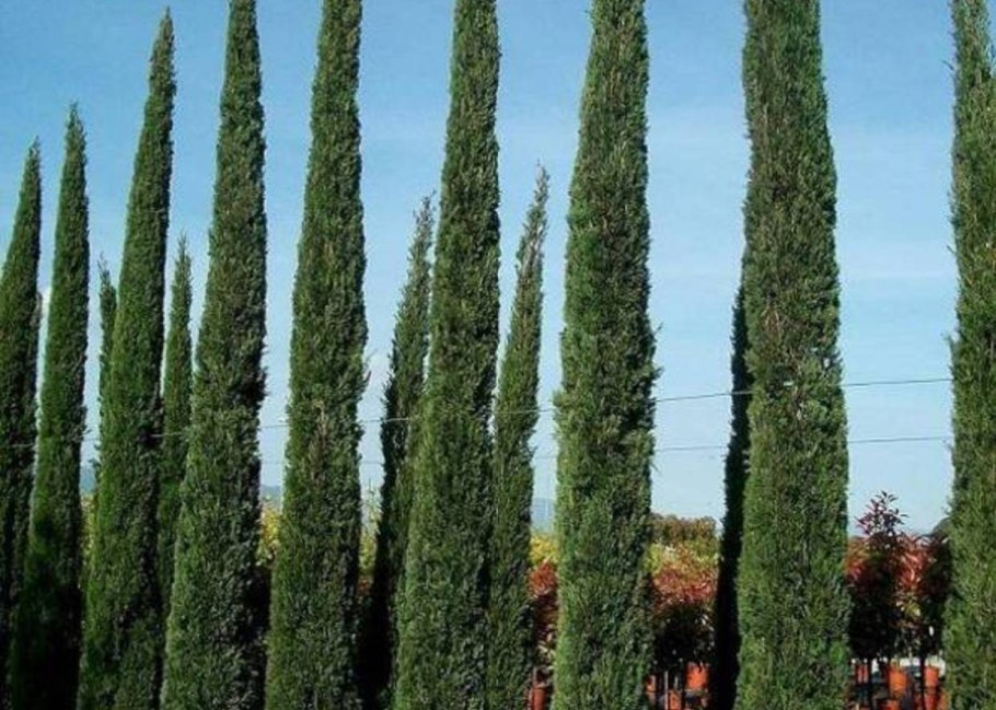 Кипарис Аризонский Живая изгородь