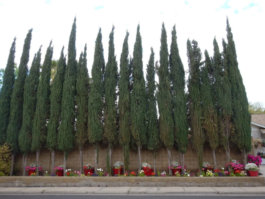 Туя пирамидальная Смарагд