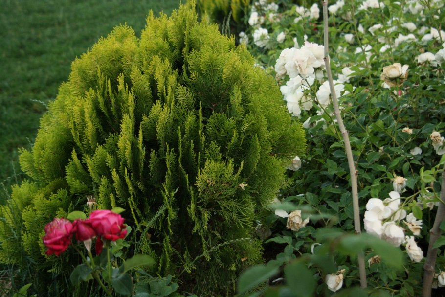 Ель канадская Коника в ландшафте