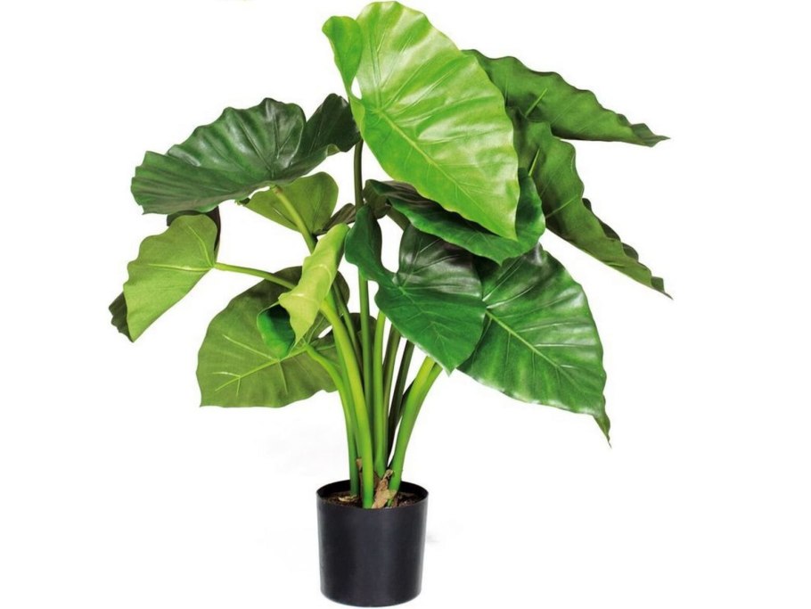 Alocasia ... Longiloba/алоказия