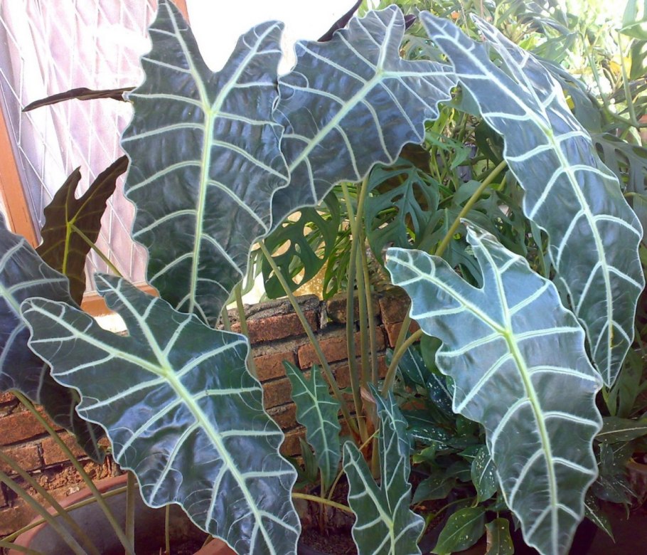 Трансильвания алоказия фото