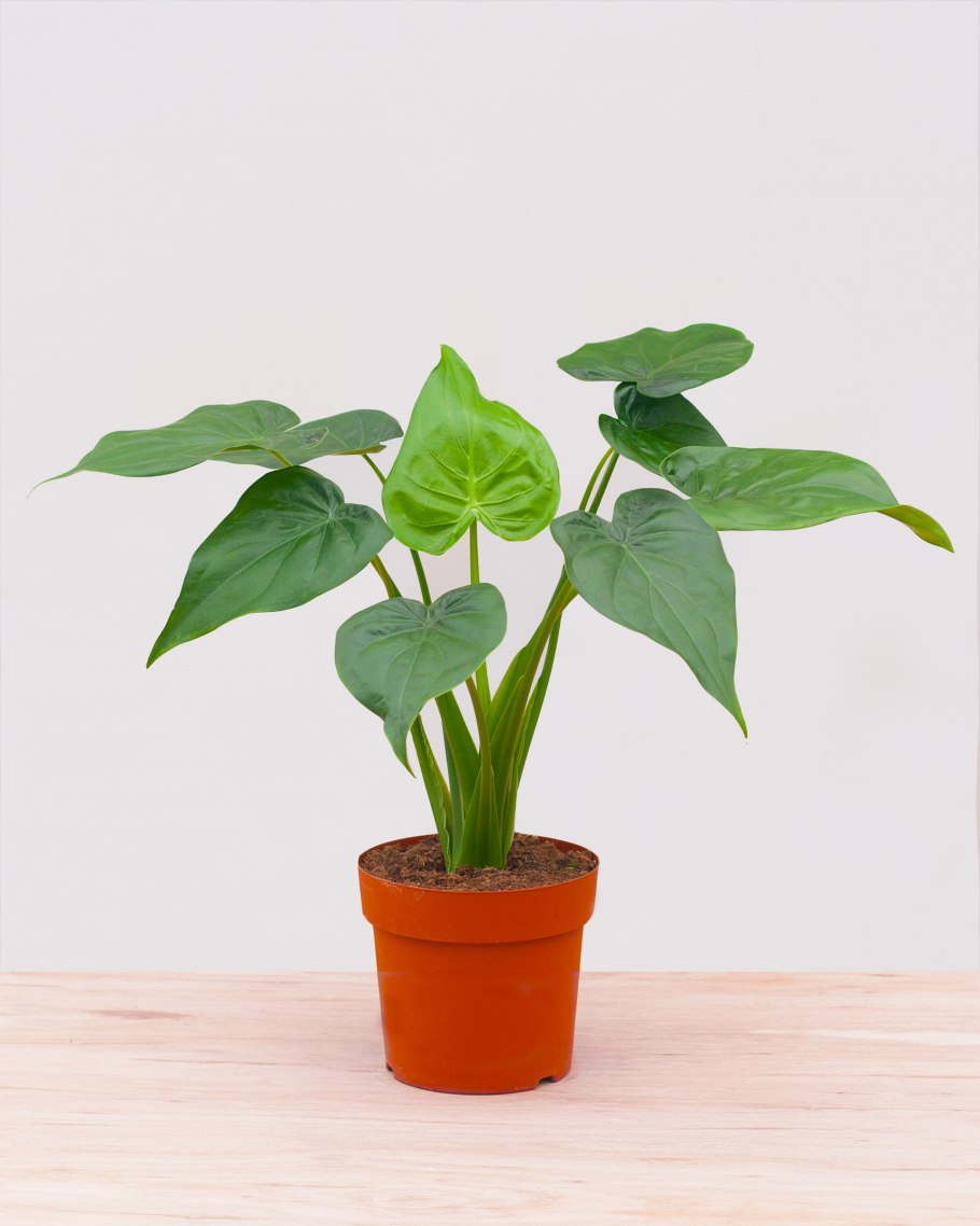 Алоказия heterophylla