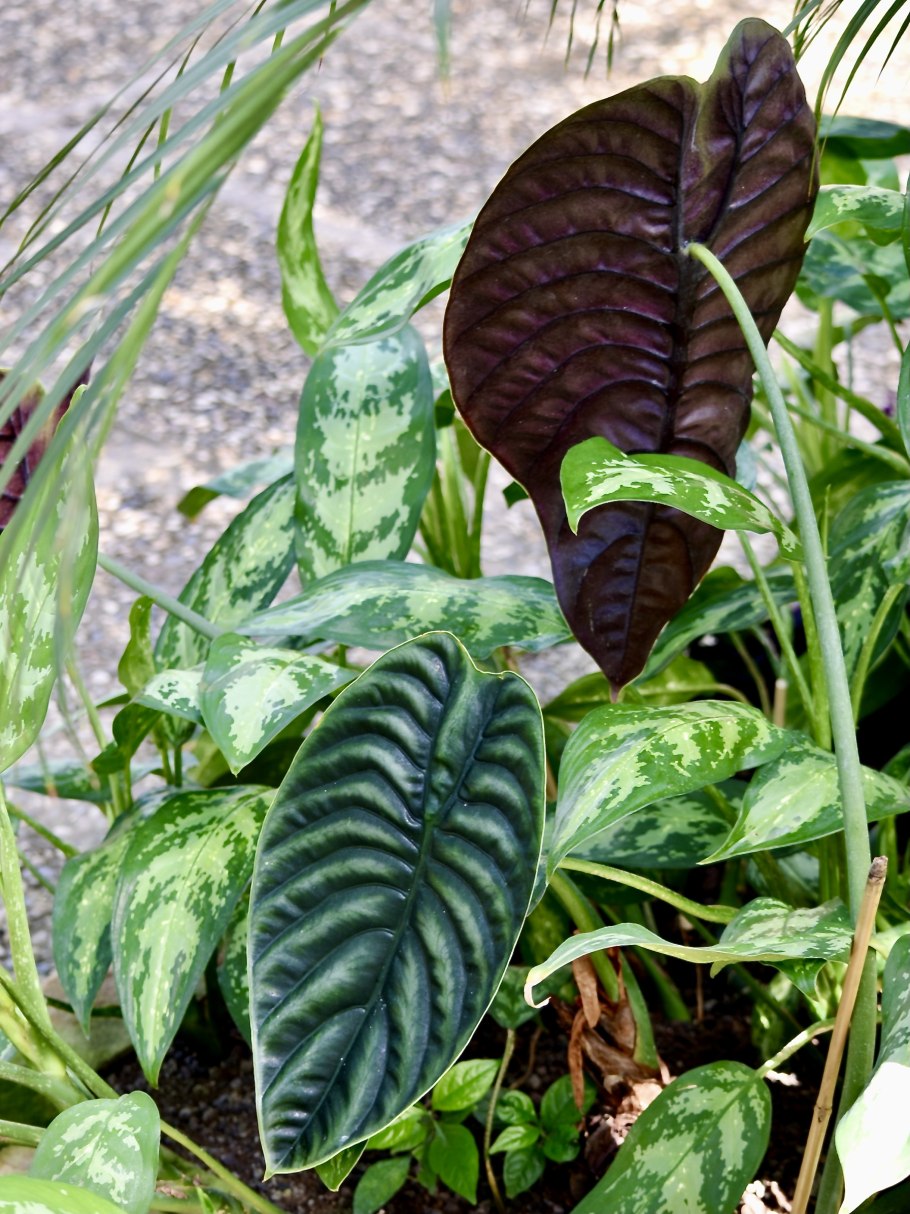 Алоказия heterophylla