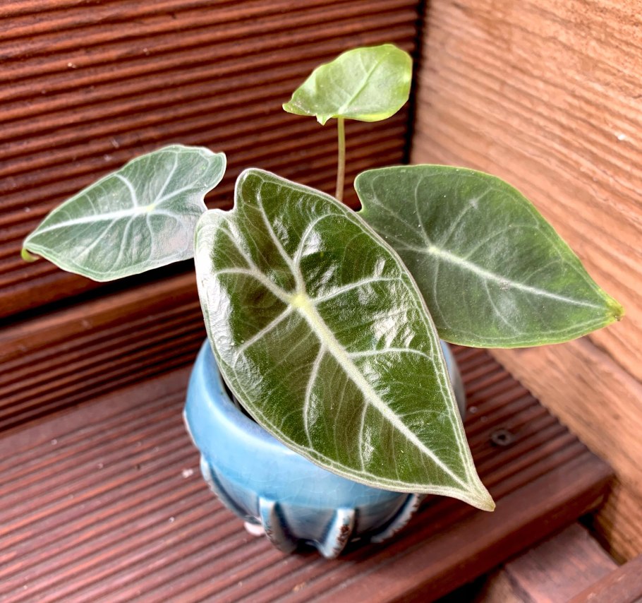 Алоказия micholitziana