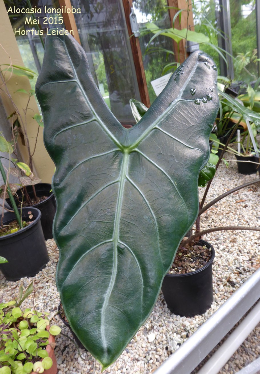 Alocasia ... Longiloba/алоказия