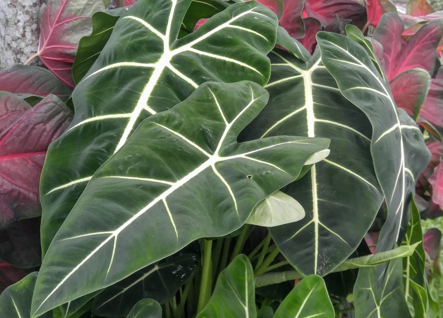 Alocasia alba