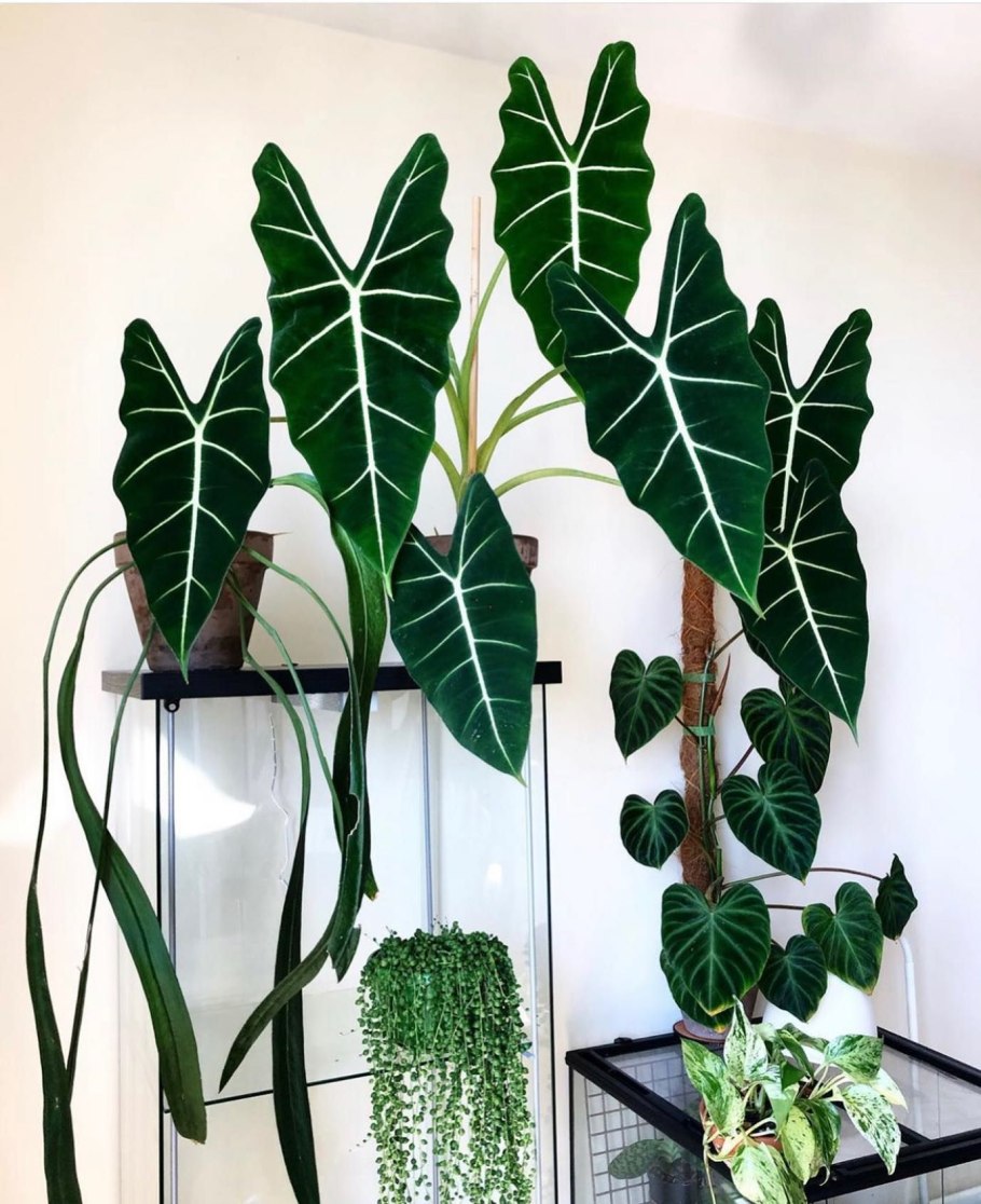 Алоказия фараон