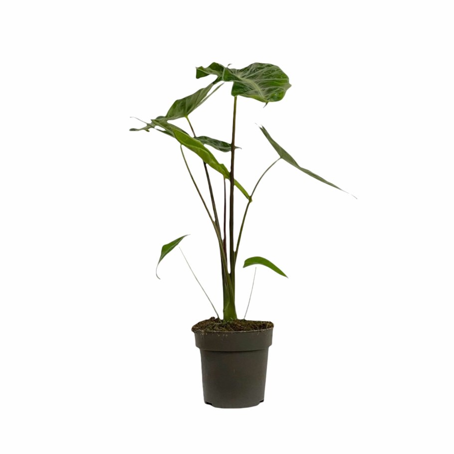 Алоказия Скальпрум