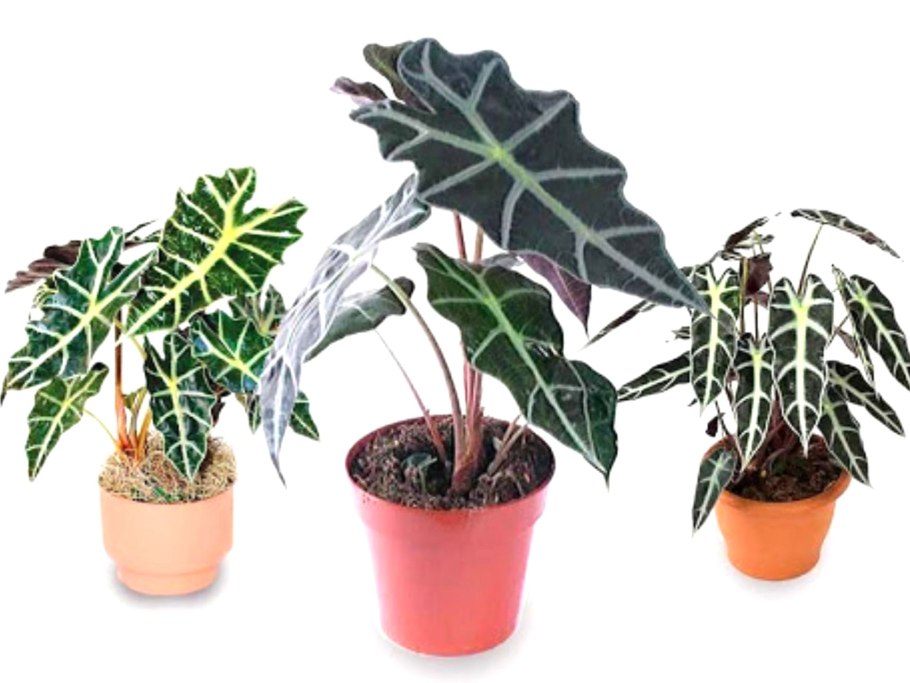 Алоказия longiloba