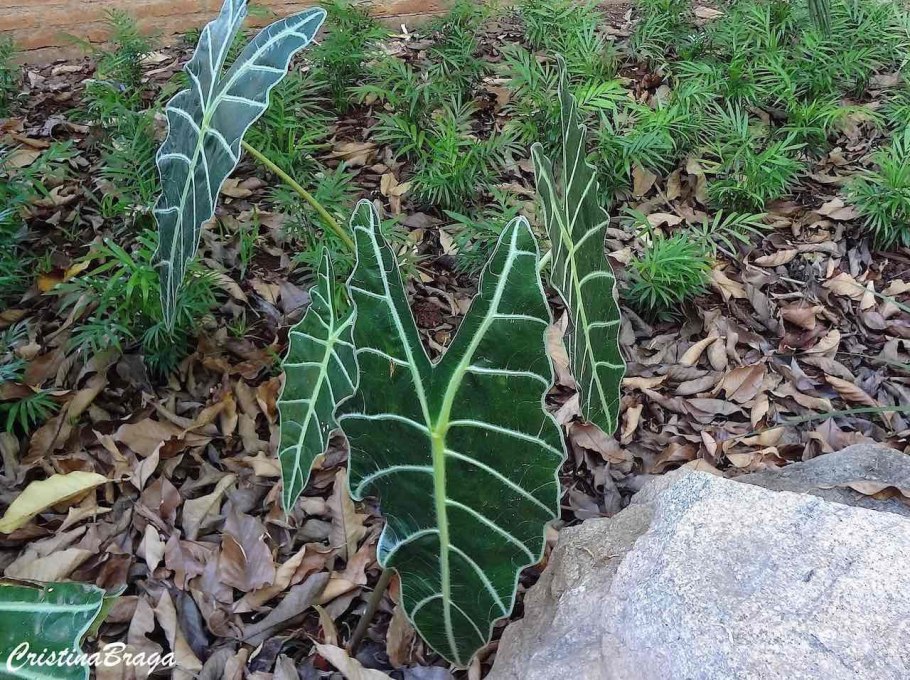 Алоказия watsoniana