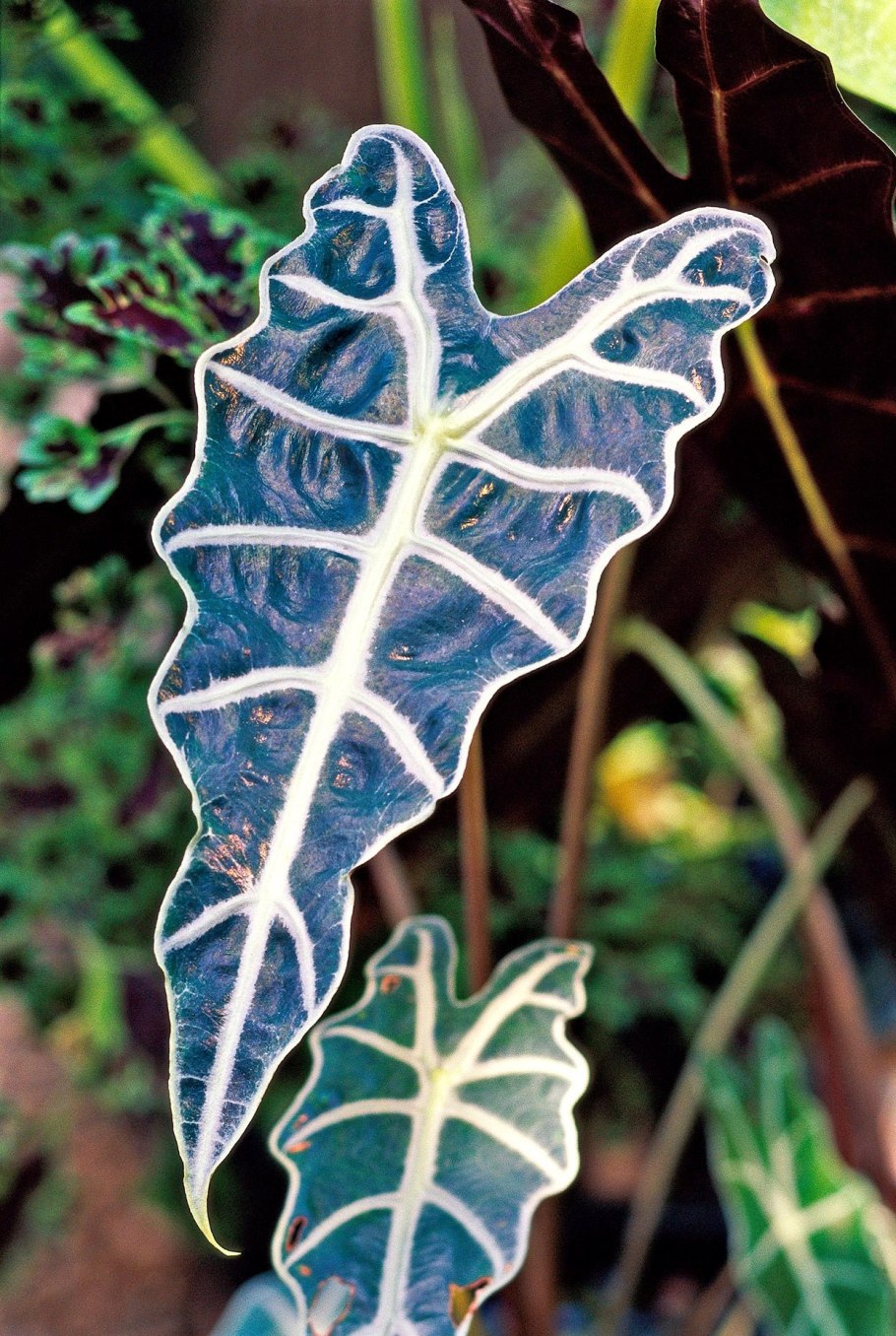 Алоказия крупнокорневая