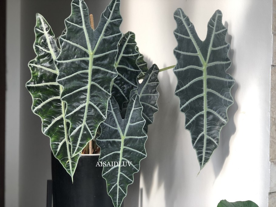 Алоказия ватсониана фото