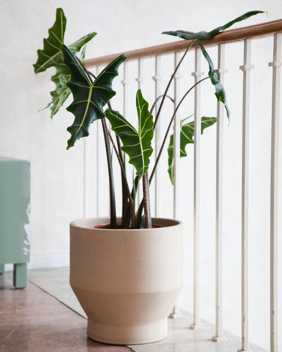 Алоказия зебрина