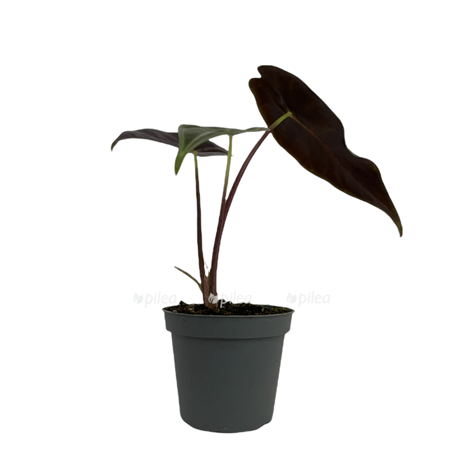 Алоказия longiloba