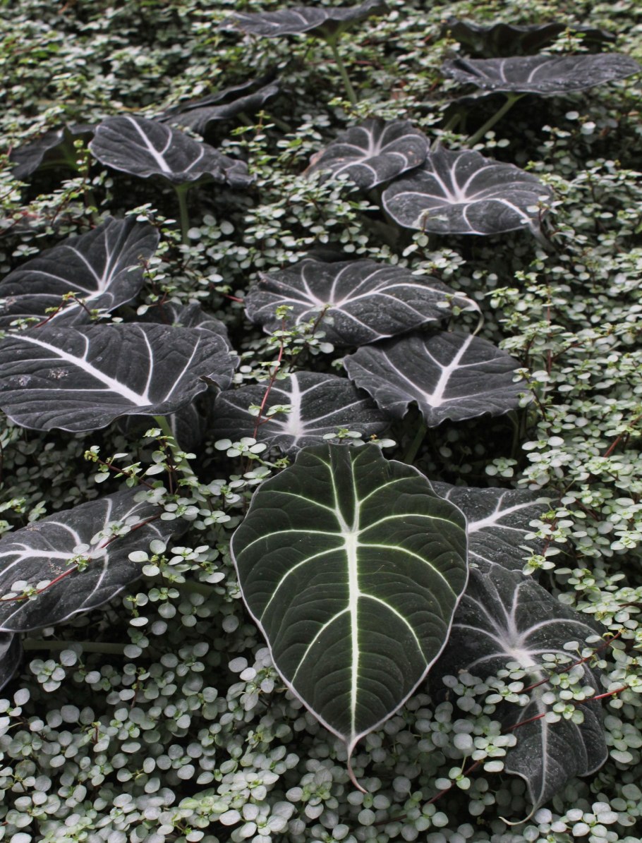 Алоказия Полли Бамбино