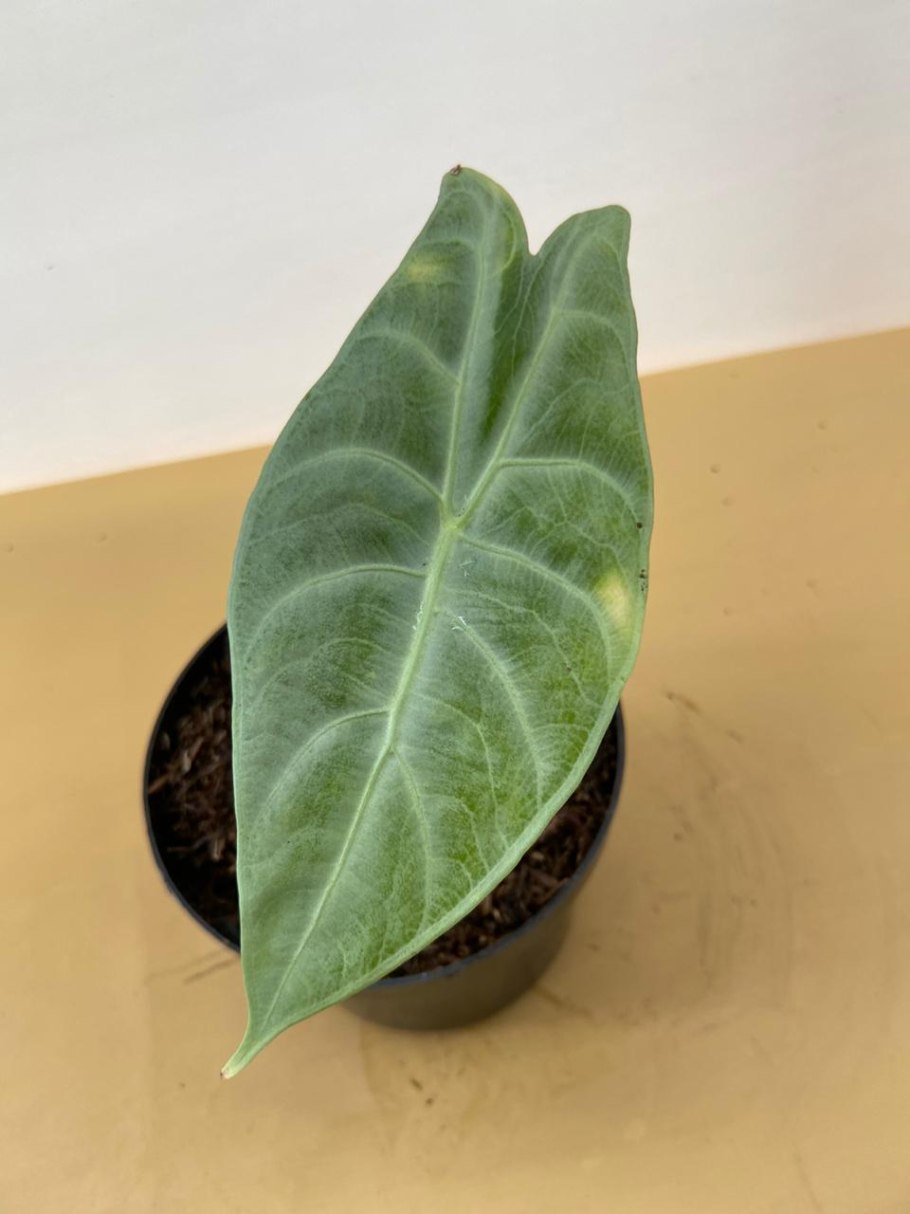 Алоказия longiloba