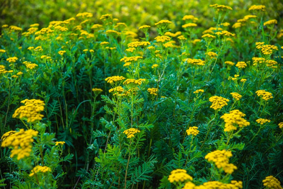 Пижма обыкновенная (Tanacetum vulgare)