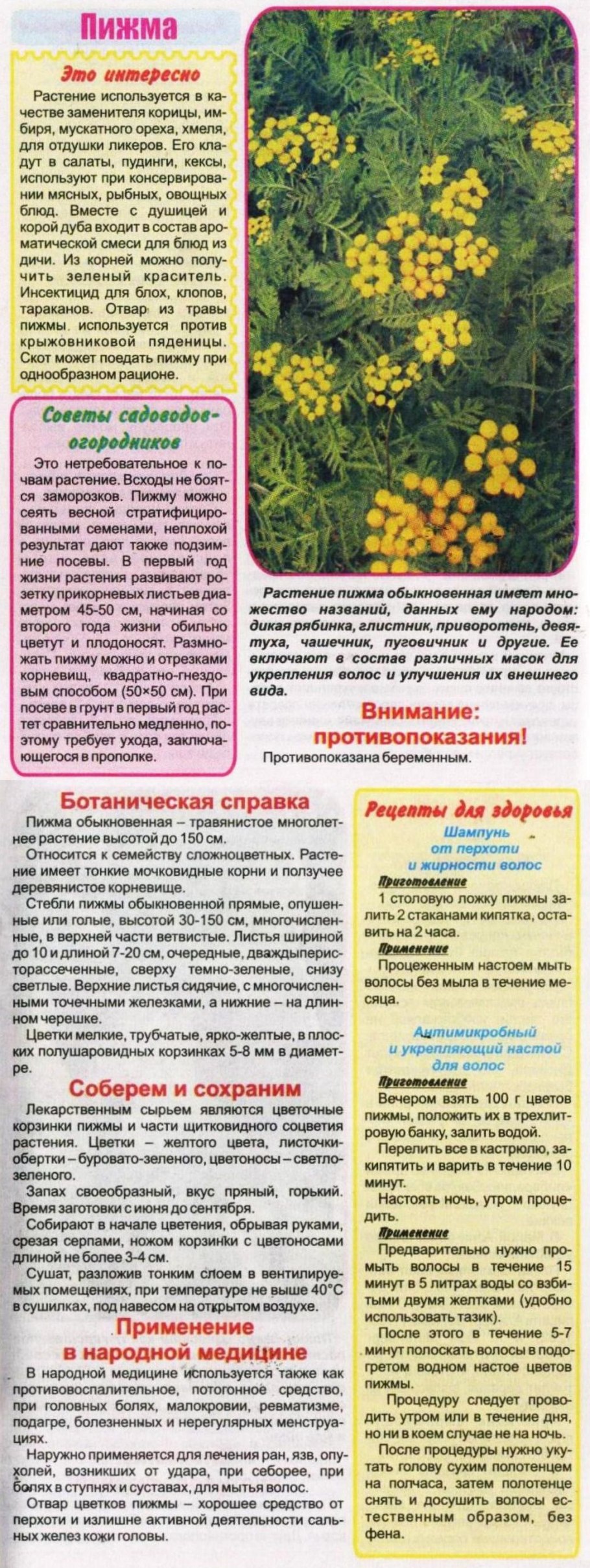 Растение пижма обыкновенная