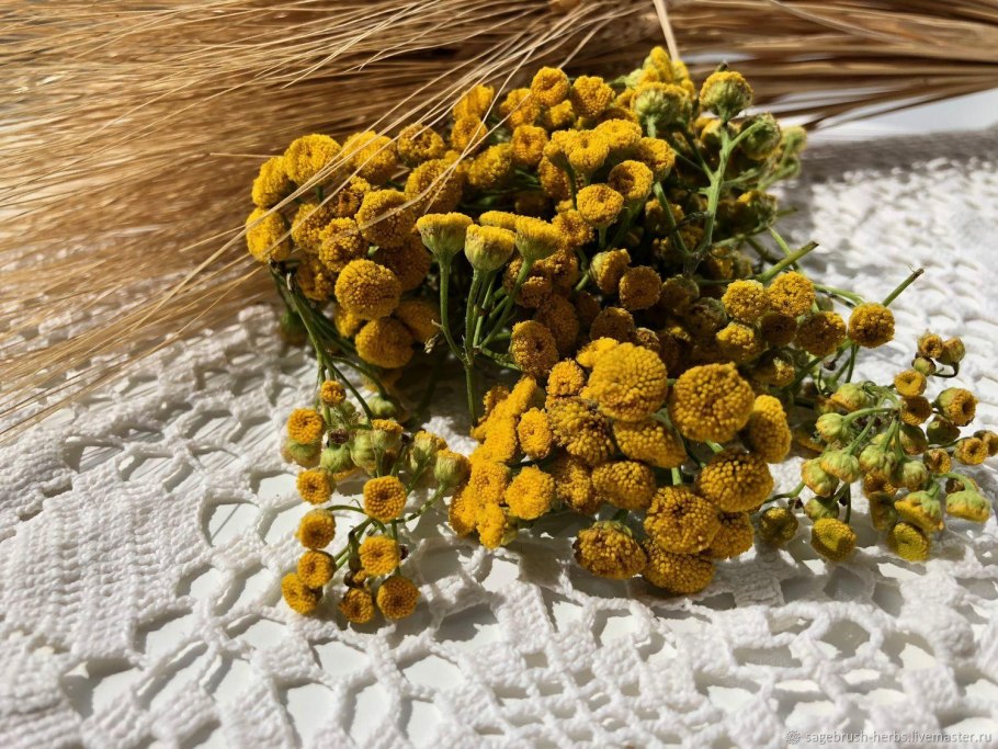 Пижма обыкновенная (Tanacetum vulgare)
