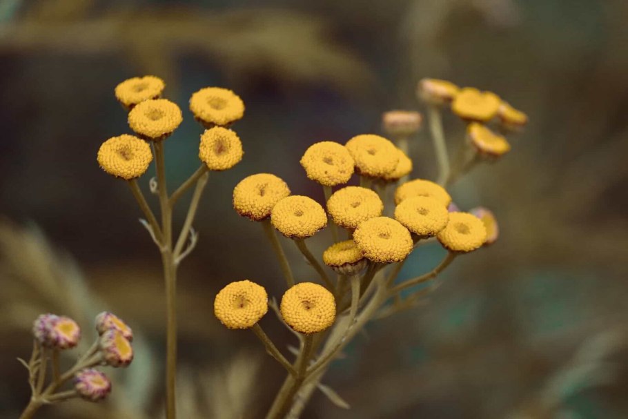 Пижма обыкновенная (Tanacetum vulgare l.)