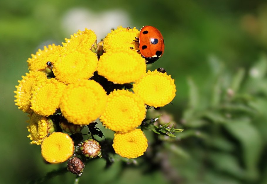 Пижма обыкновенная (Tanacetum vulgare)