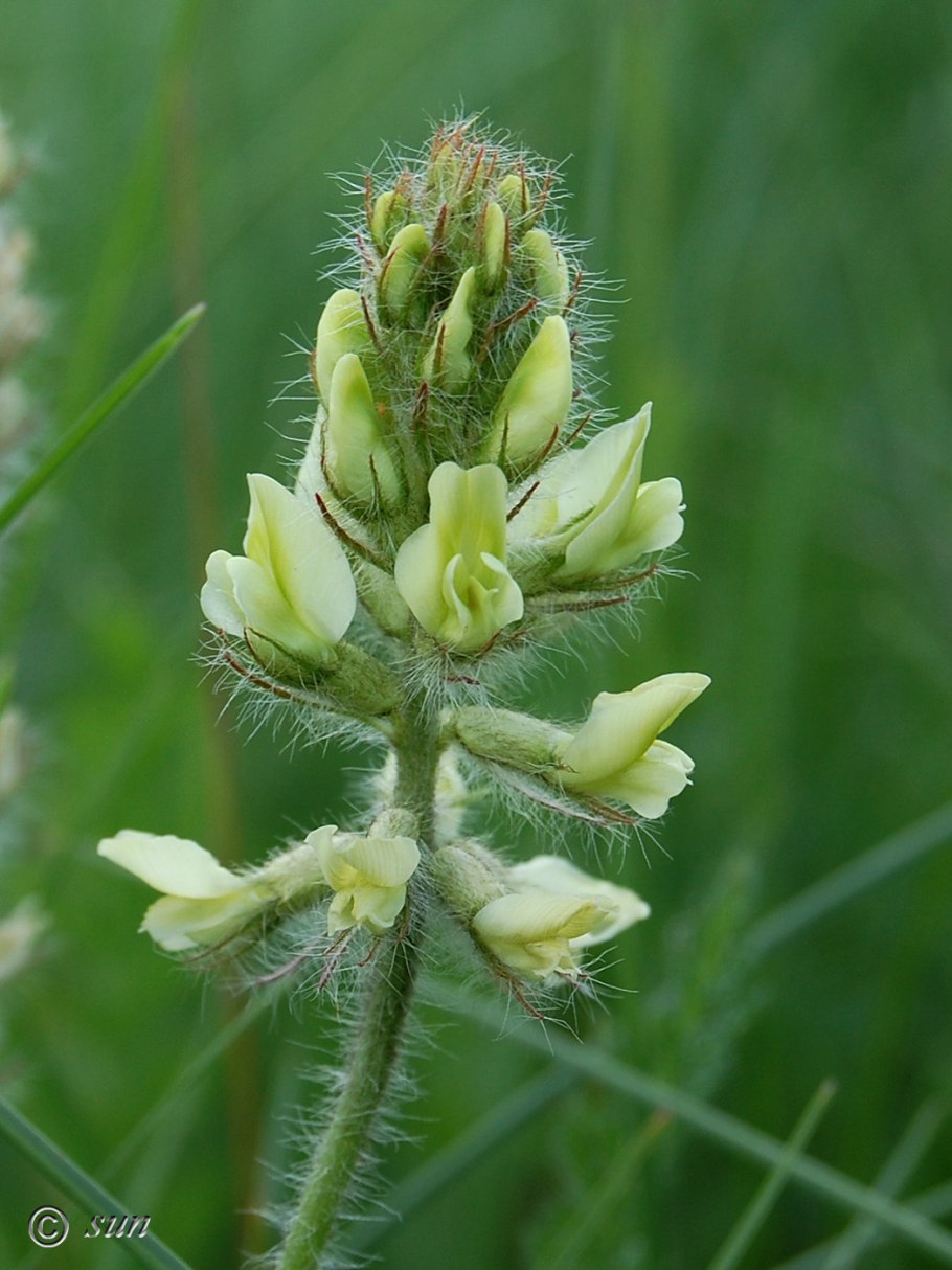Oxytropis pilosa (l.) DC.