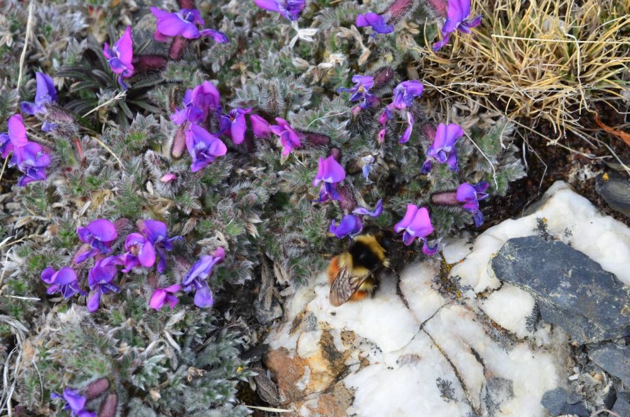 Остролодочник шерстистый Байкал