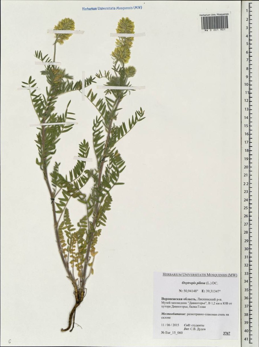 Oxytropis Campestris