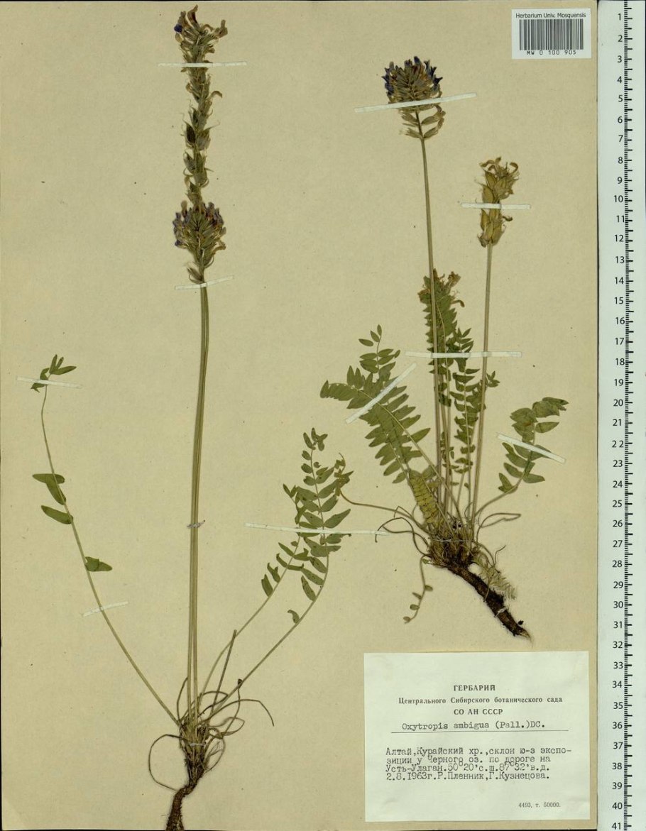 Oxytropis Campestris
