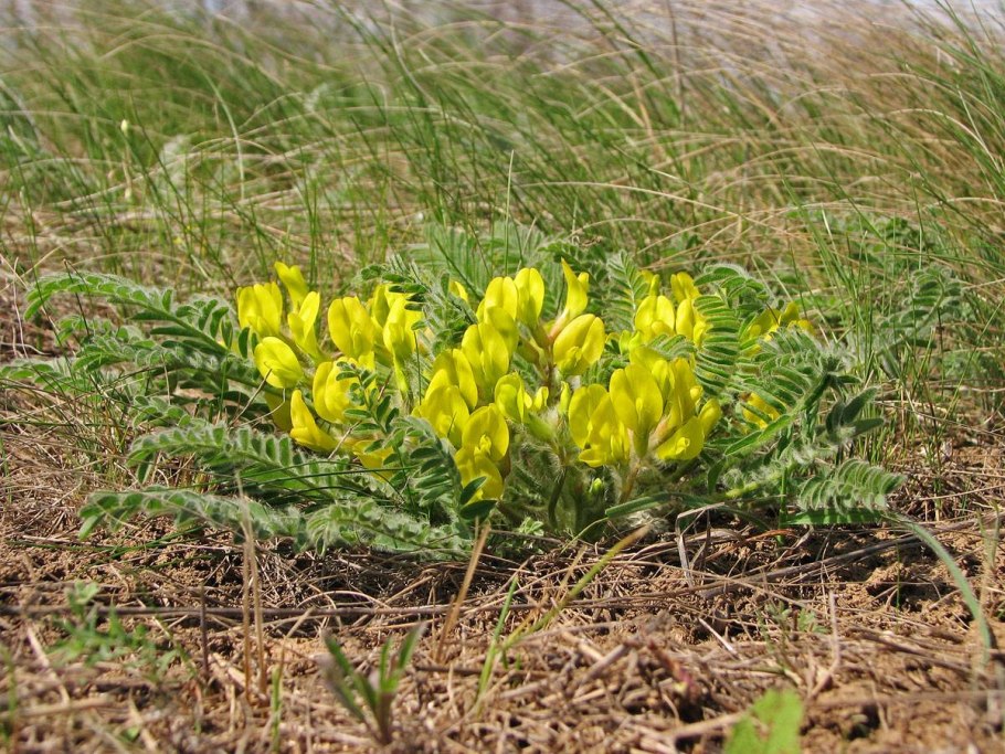 Остролодочник остров Врангеля