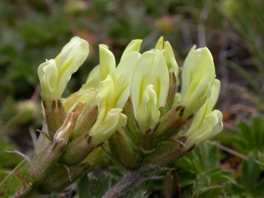 Oxytropis purpurea