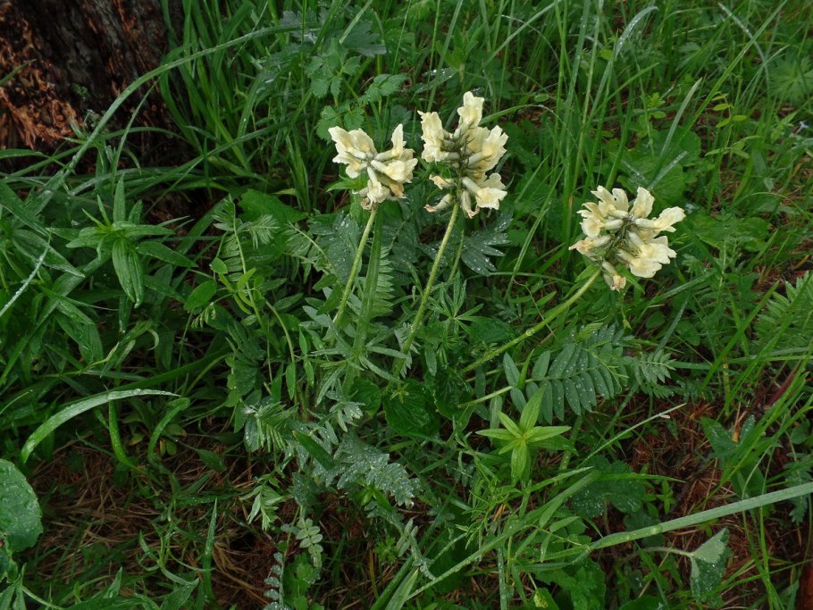 Oxytropis oxyphylla