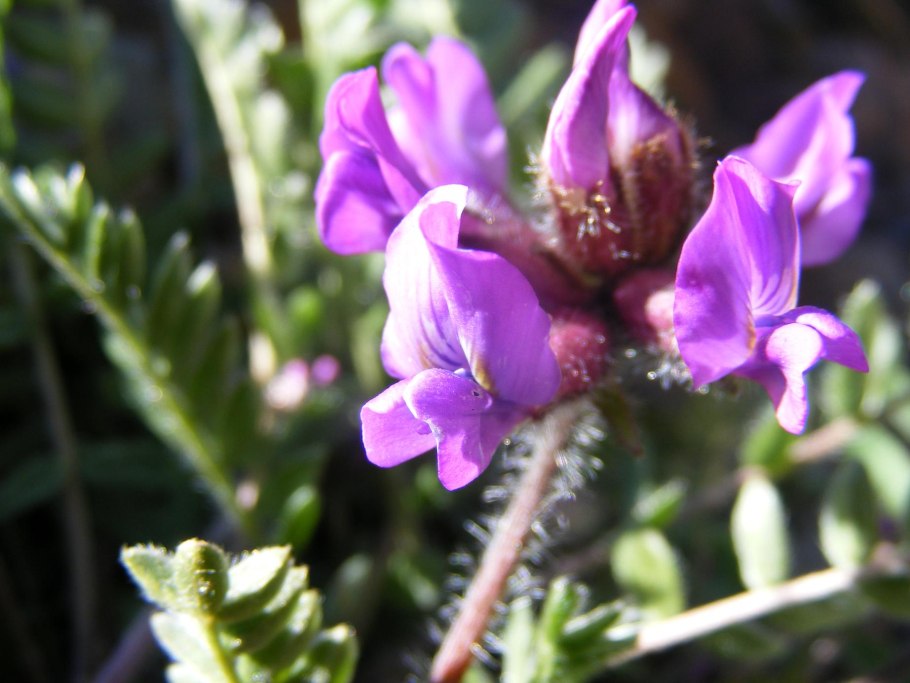 Мытник (род растений)