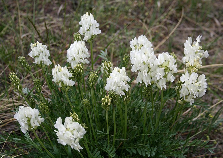 Oxytropis strobilacea Bunge