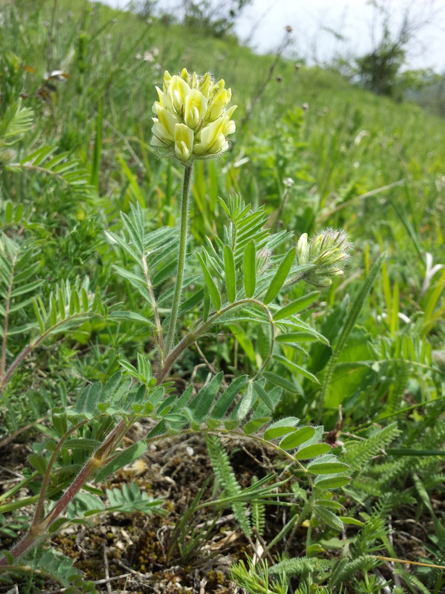 Остролодочник Палласа