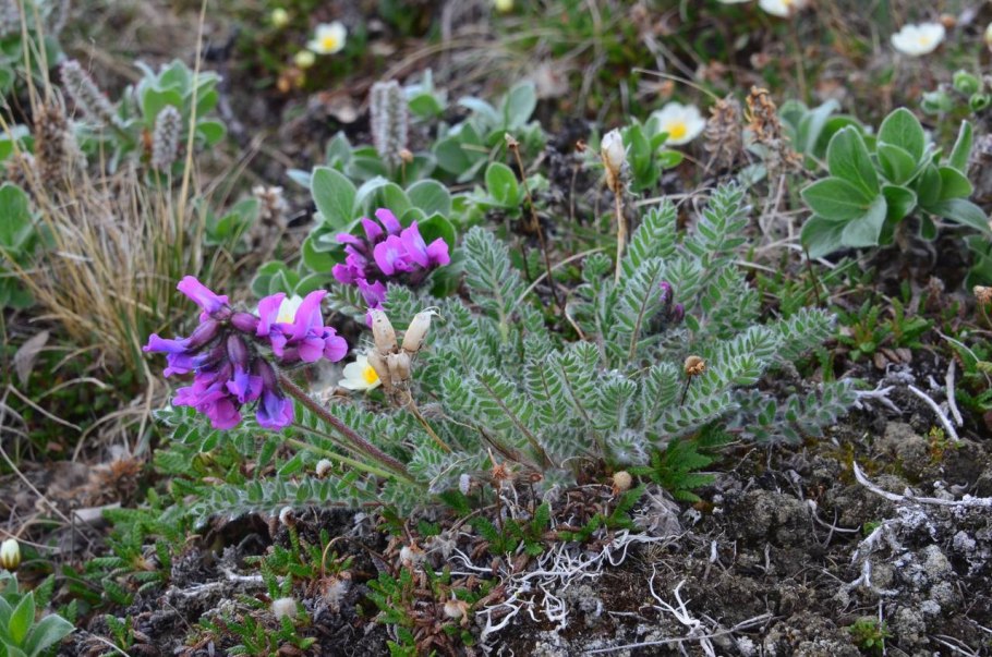 Остролодочник Путоранский