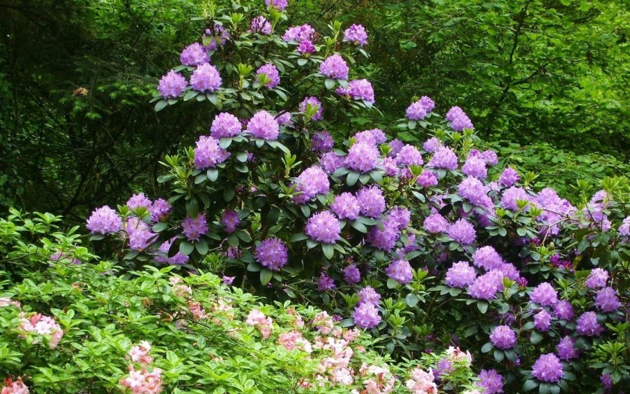 Рододендрон фиолетовый куст