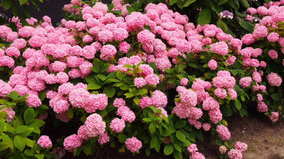 Гортензия крупнолистная Форевер энд Эвер Пинк
