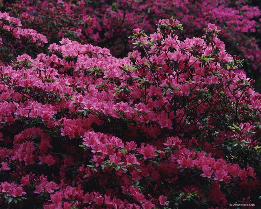 Кустарник с цветами