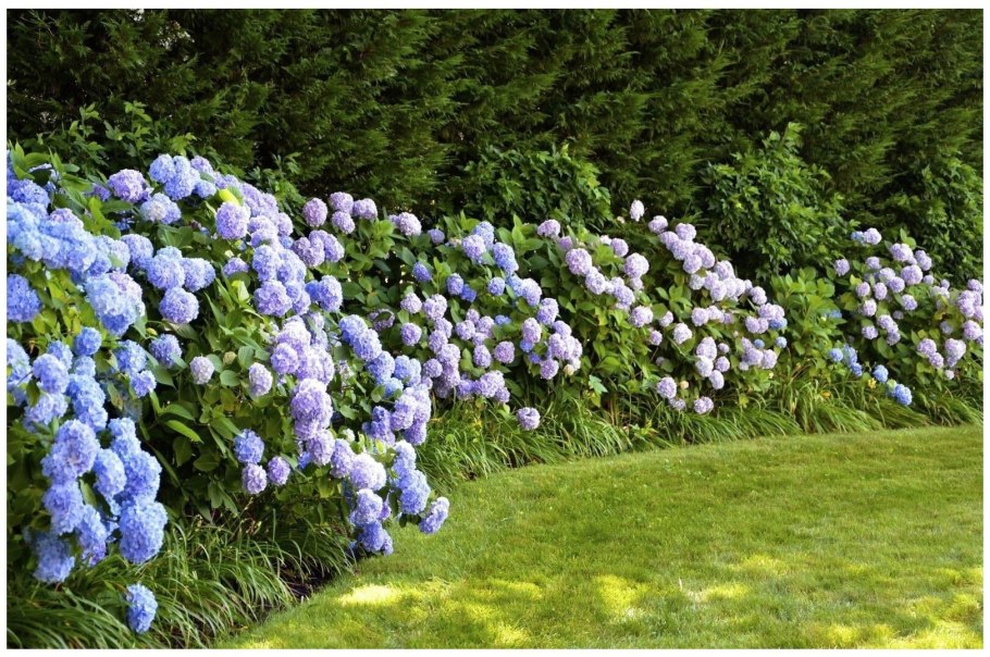 Гортензия Эндлесс саммер изгородь