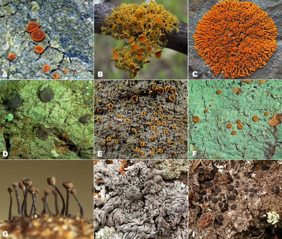 Доклад про лишайники 5 класс по биологии