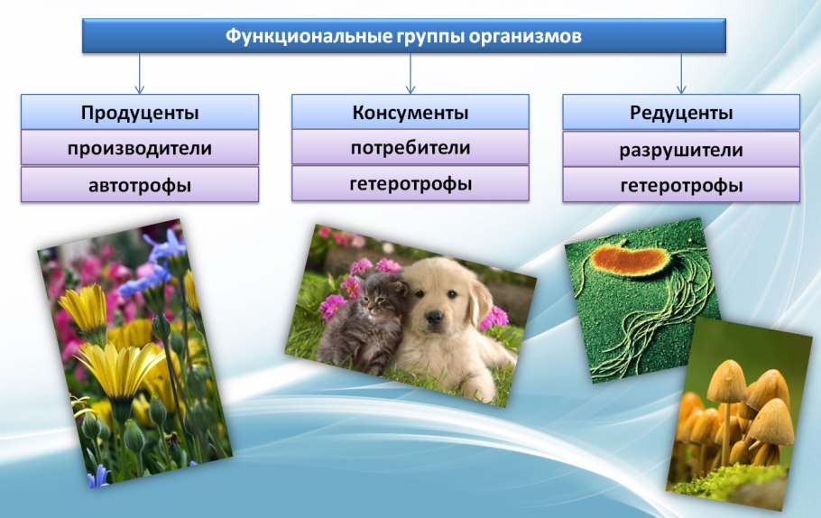 Лишайники Кольского полуострова