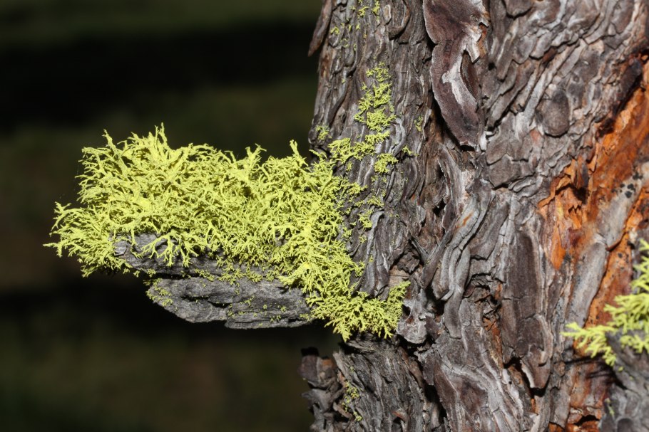 Кладония пиксидата