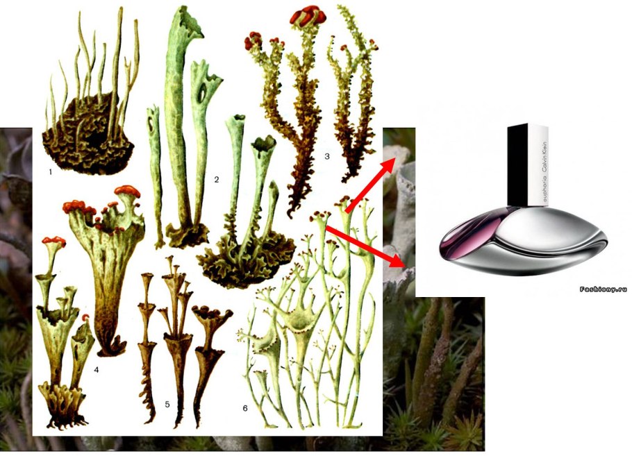 Лишайник как биосистема
