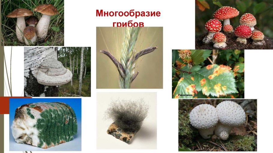 Представители симбиотрофов