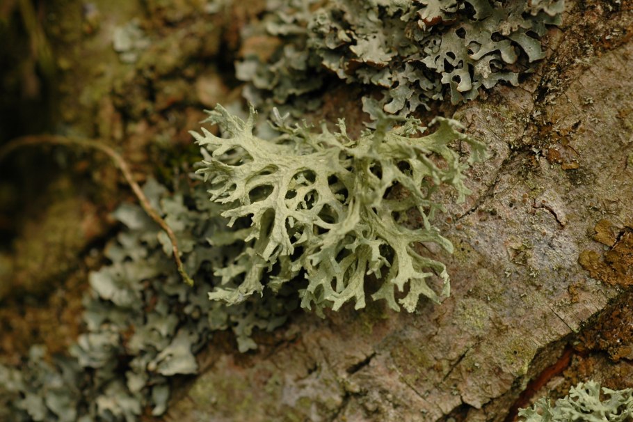 Цепь питания продуценты консументы редуценты