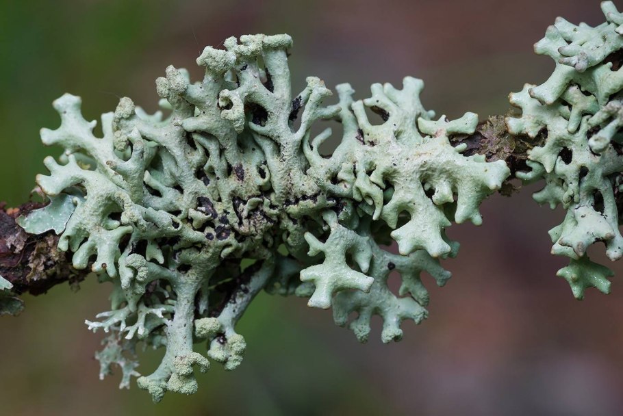 Cladonia sylvatica