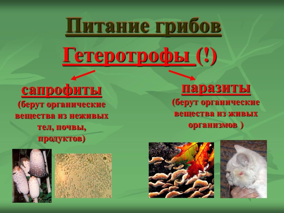 Лишайники рост