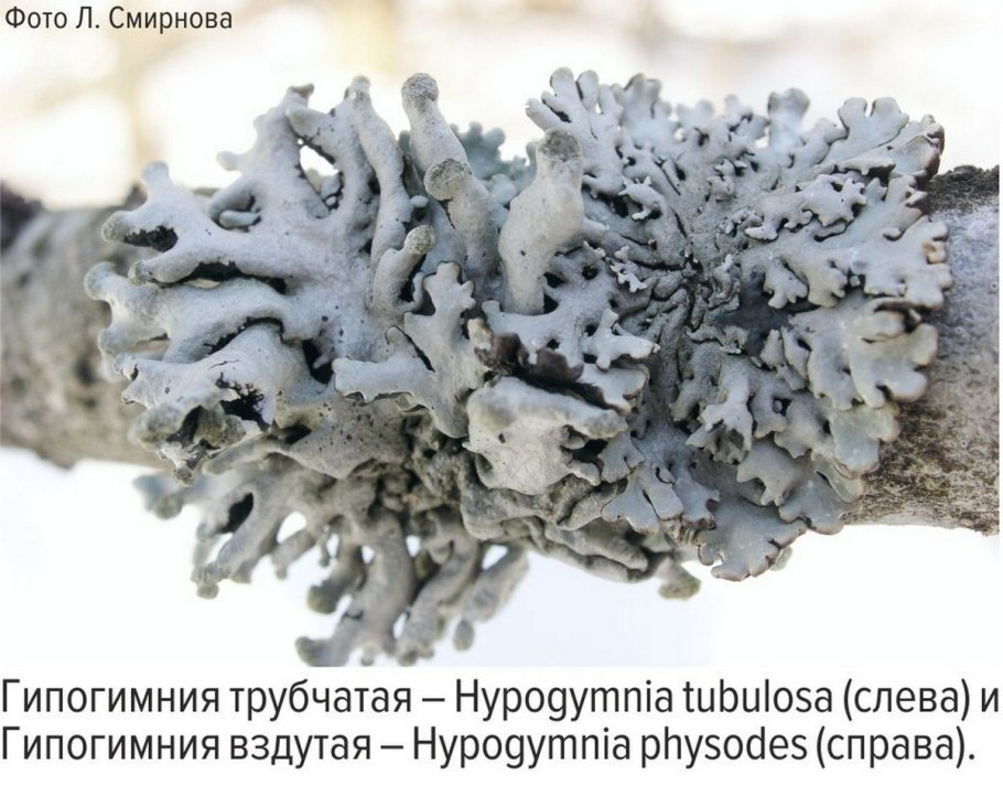 Коллема гребенчатая