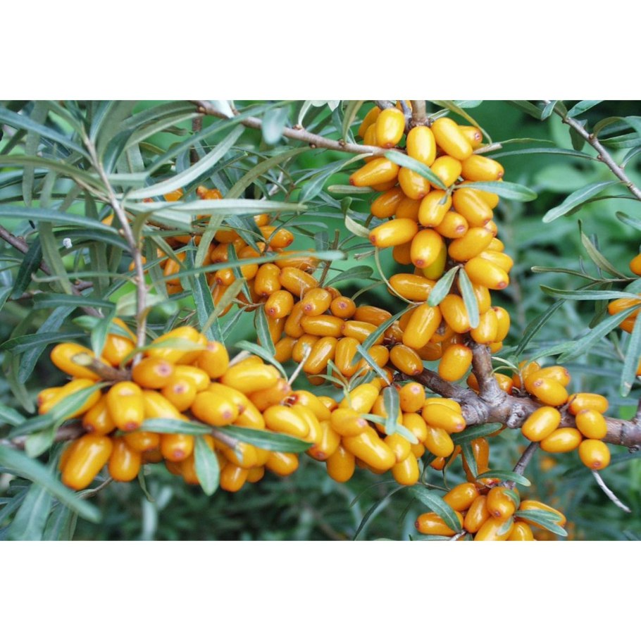 Слива китайская Уссурийская